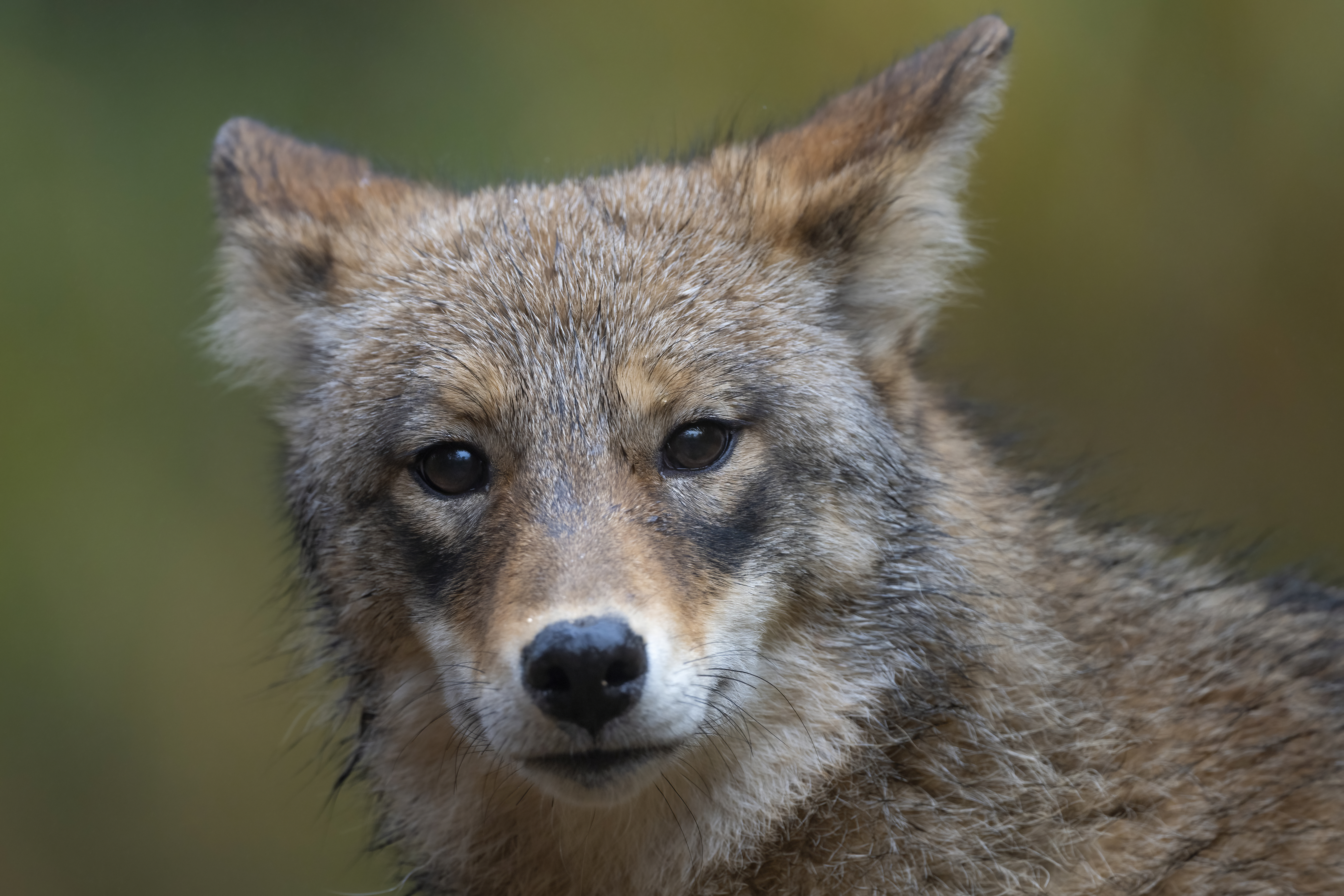 Wildlife — Fluffy 01254 f