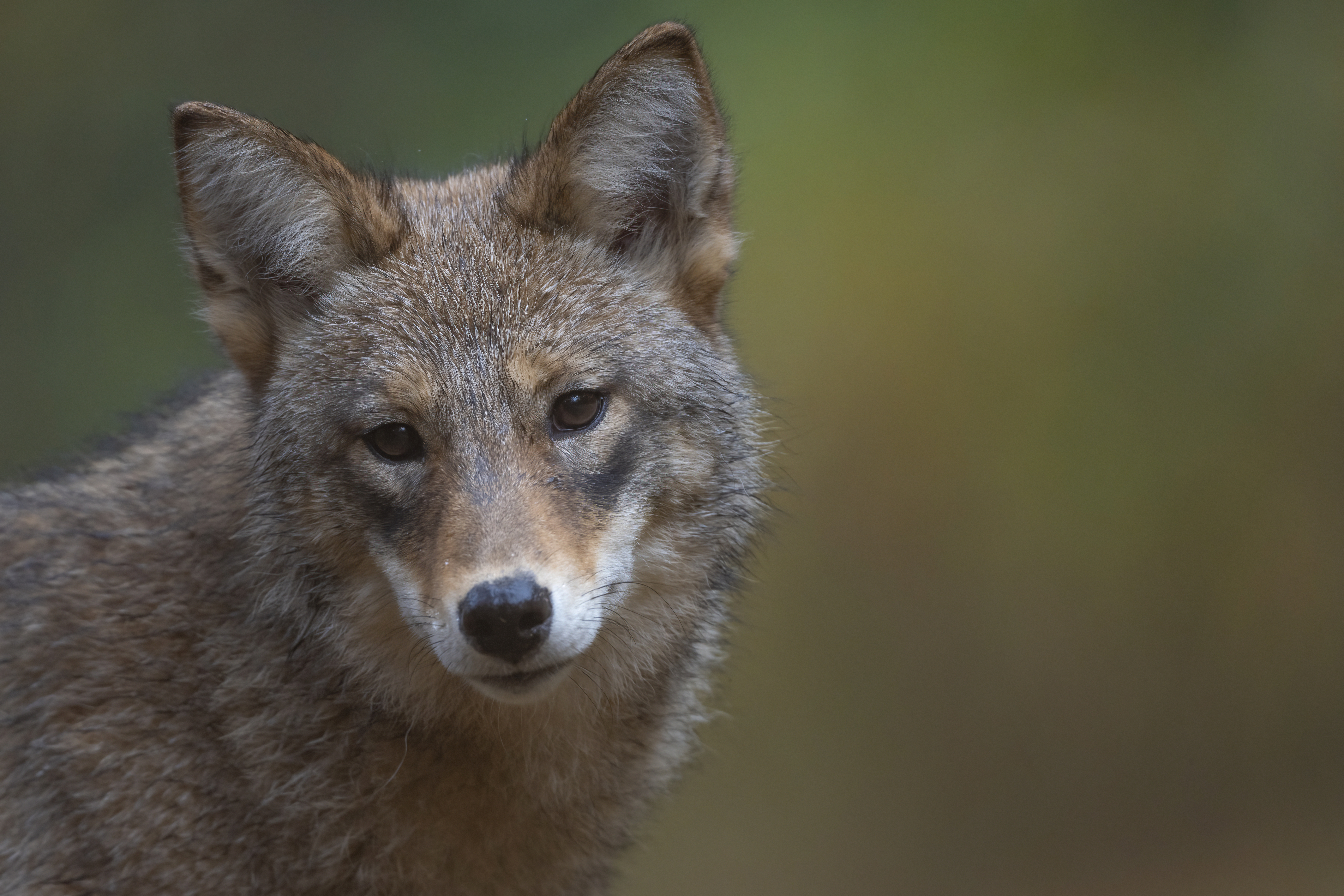 Wildlife — Fluffy 01315 f