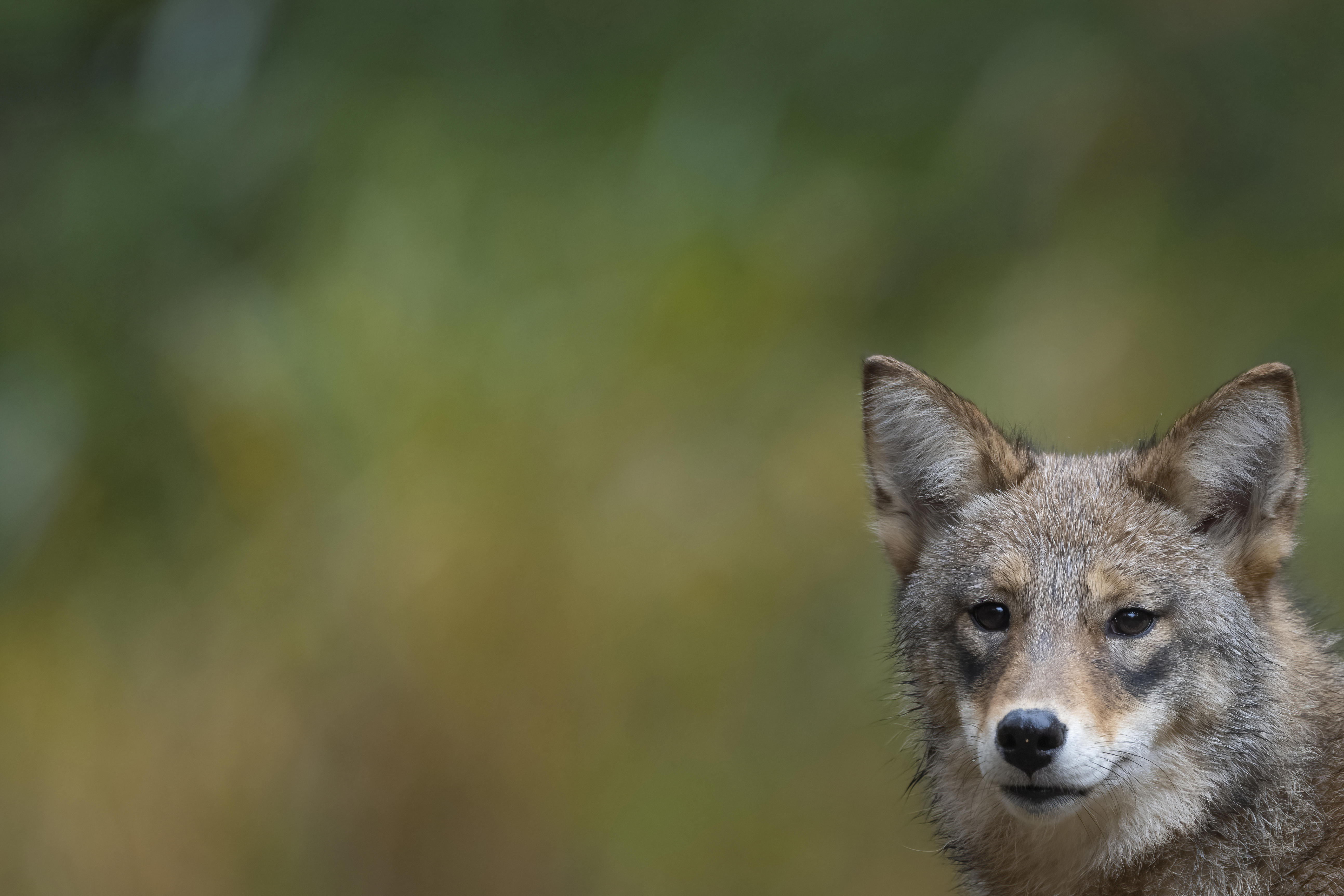 Wildlife — Fluffy 01337 f