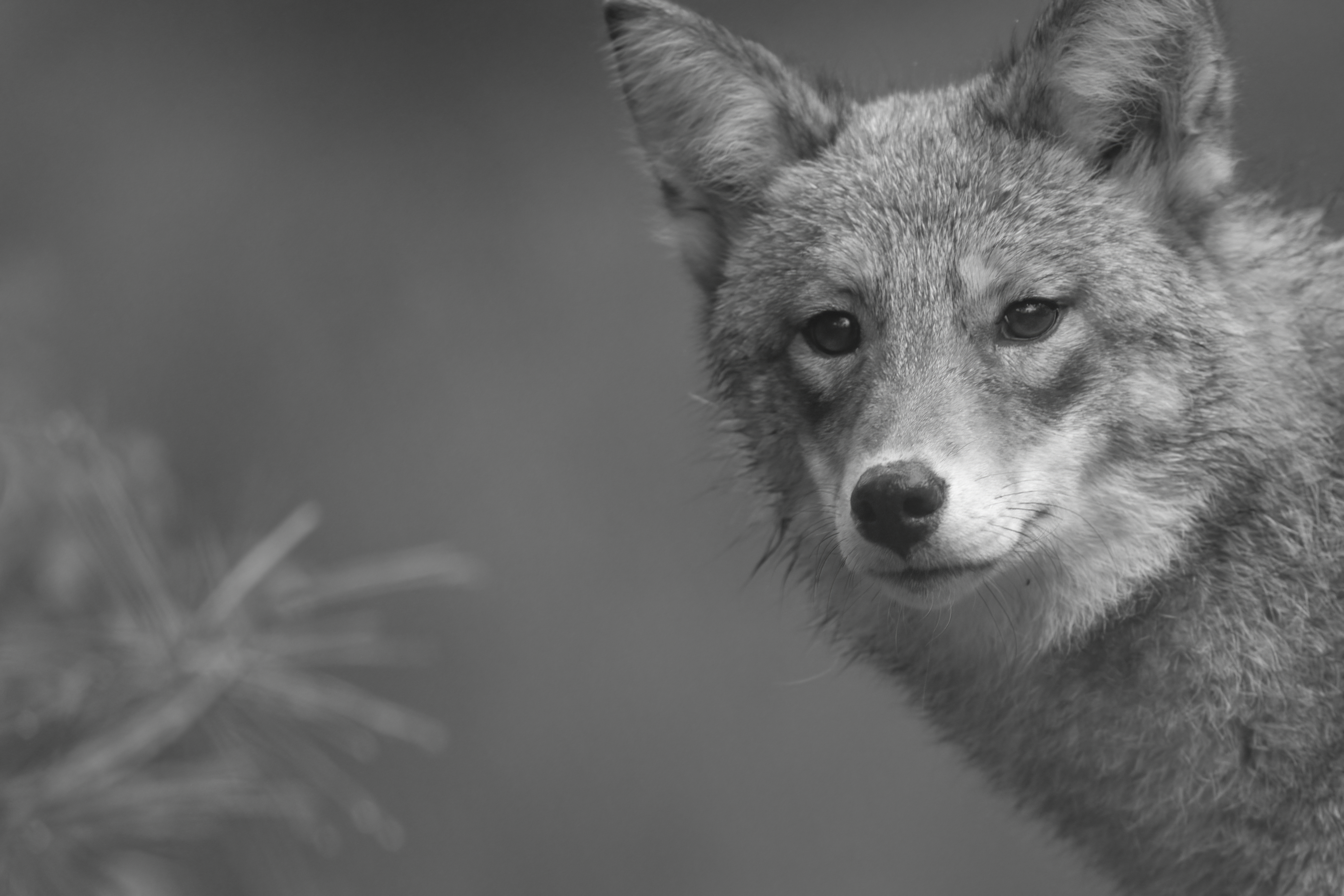 Wildlife — Fluffy 01360 f