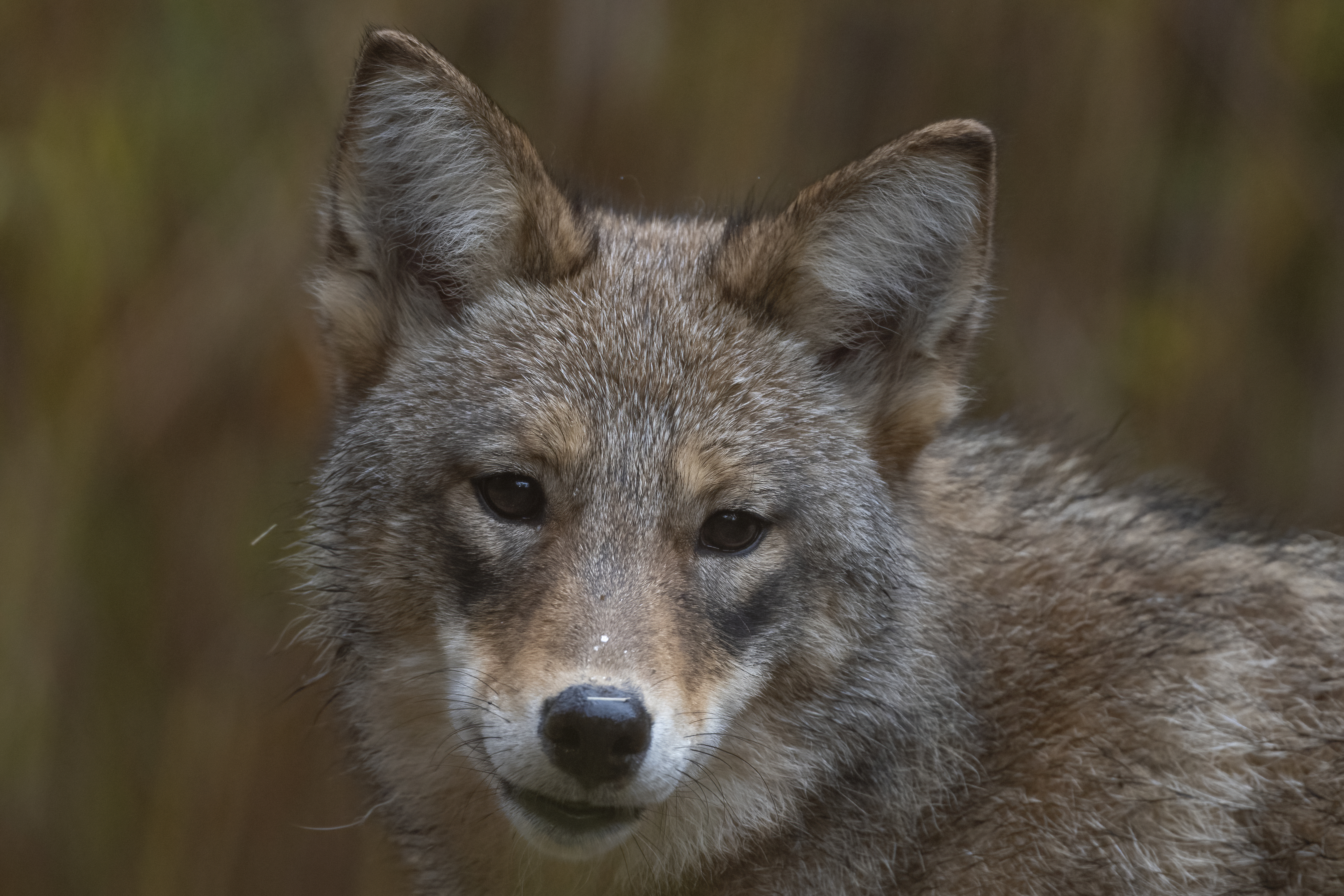 Wildlife — Fluffy 01597 f