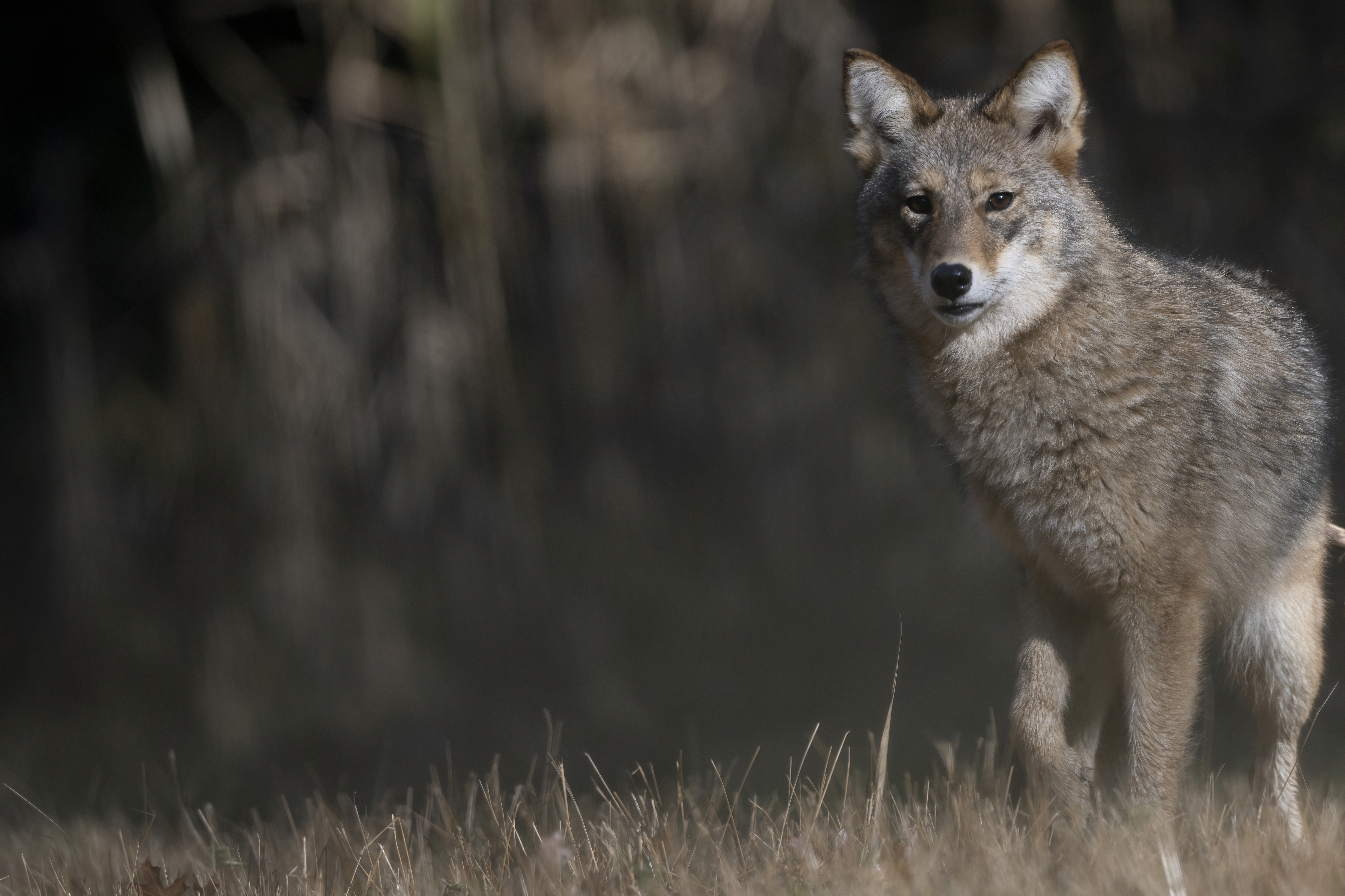 Wildlife — Fluffy0213 f