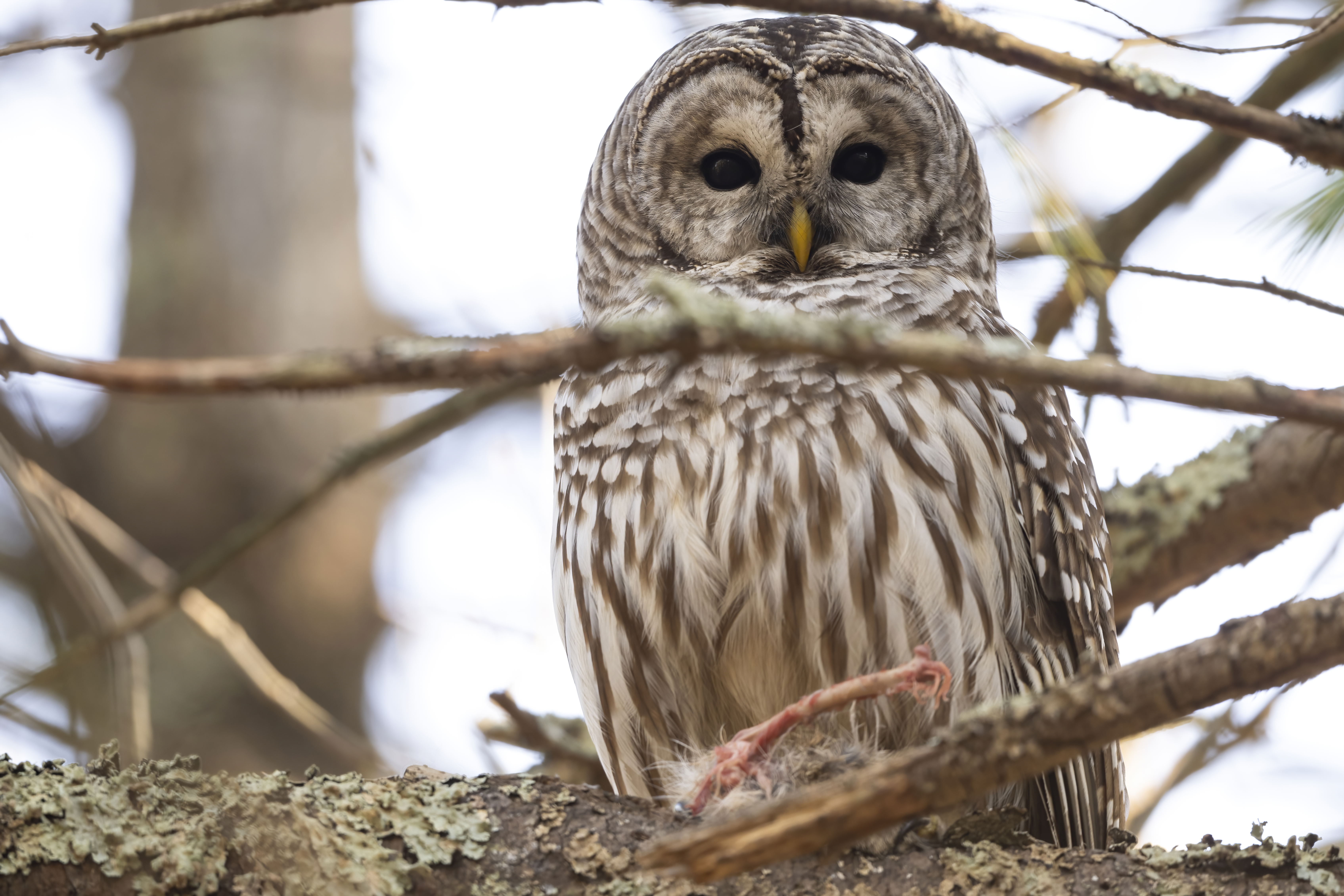 Wildlife — Mr. Owl Squi064 f