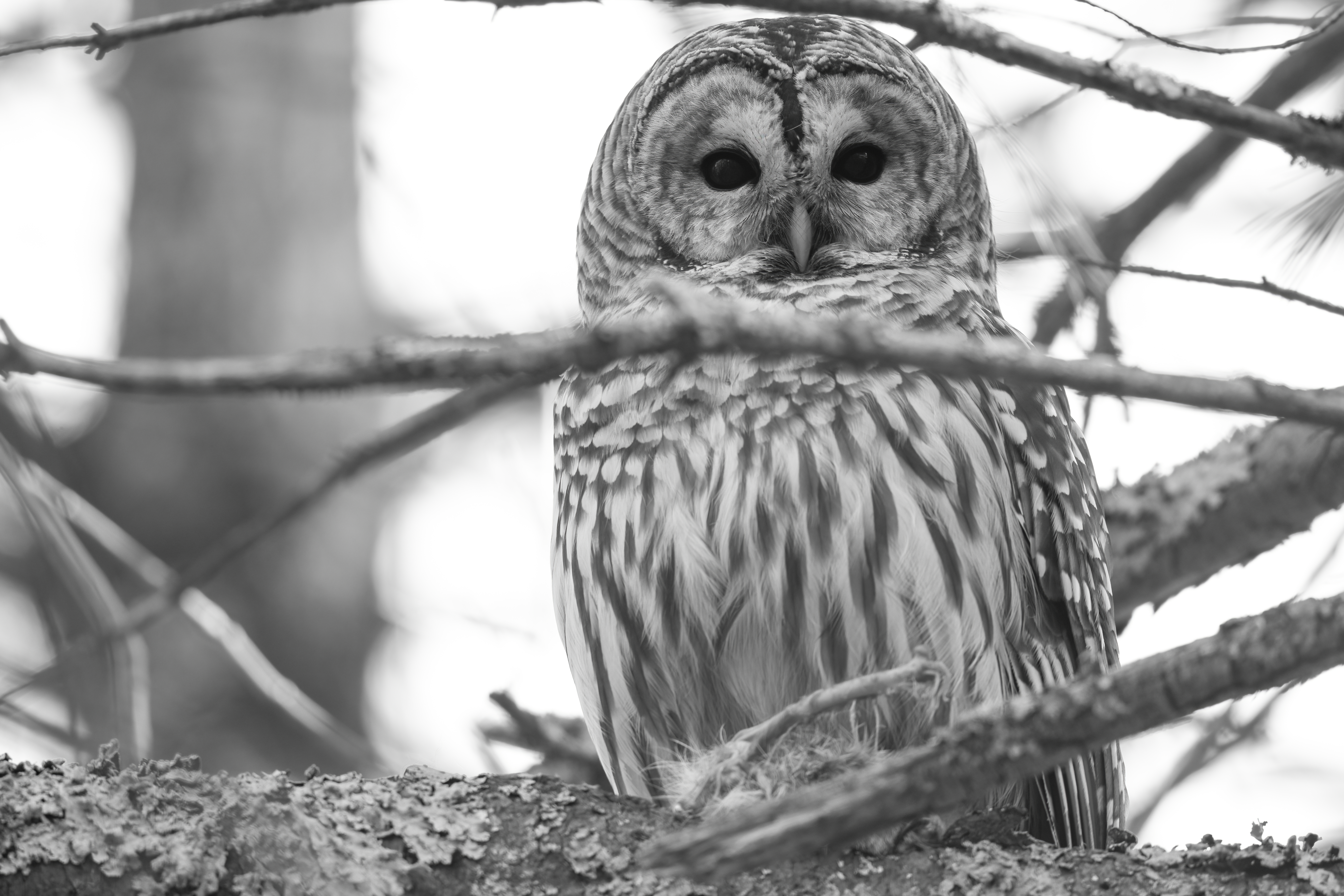 Wildlife — Mr. Owl Squi064 1 f