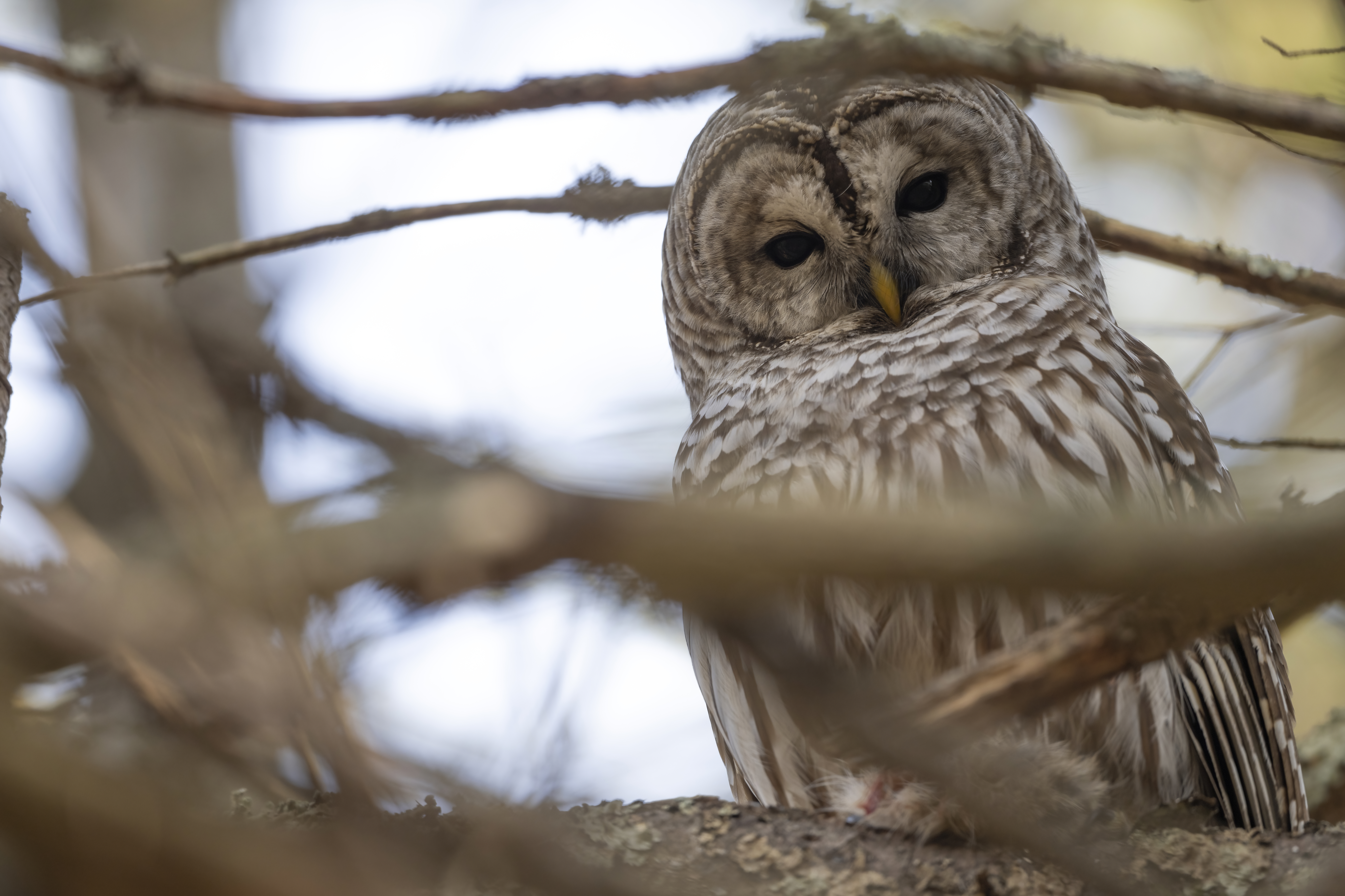 Wildlife — Mr. Owl Squi079 f