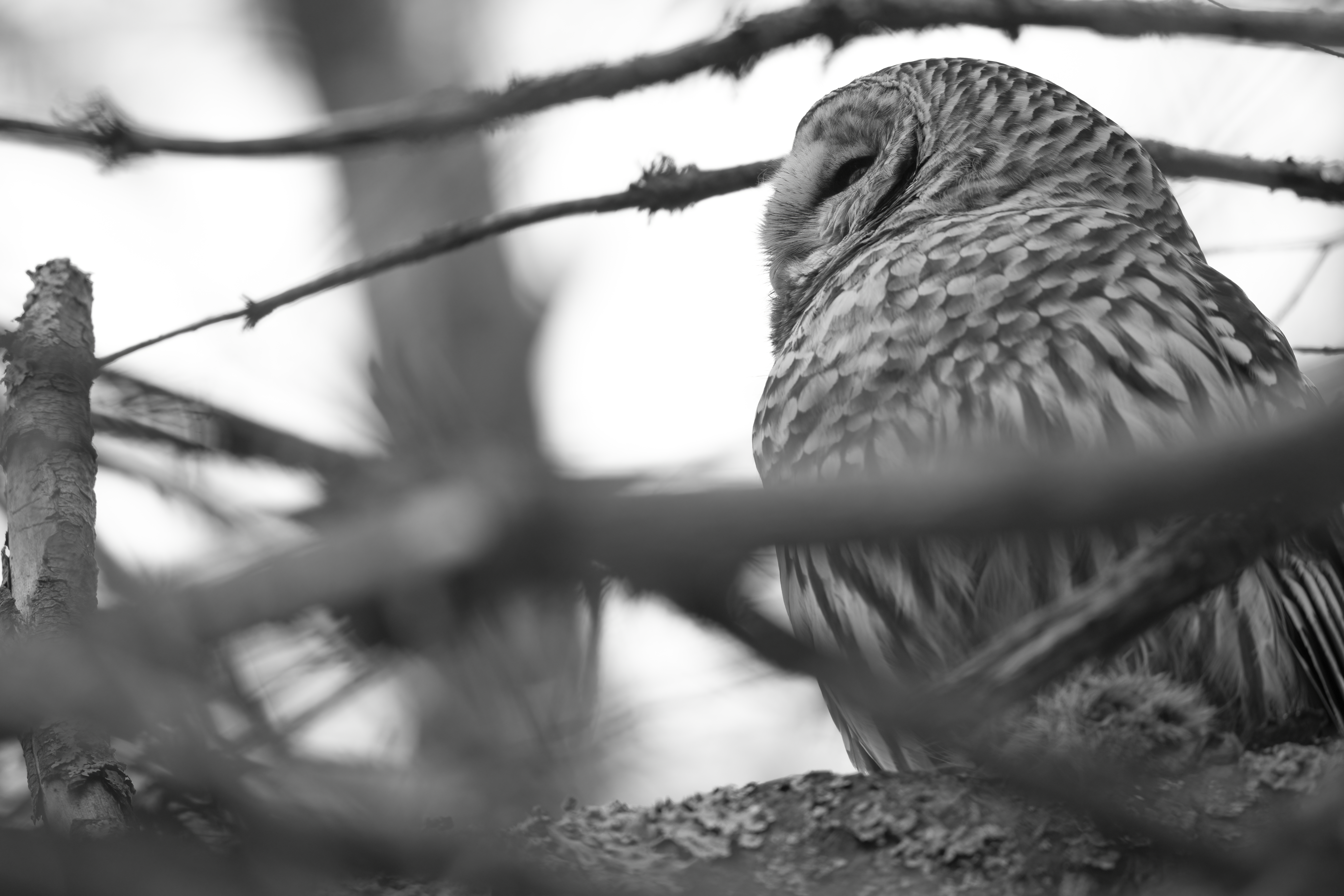 Wildlife — Mr. Owl Squi107 f