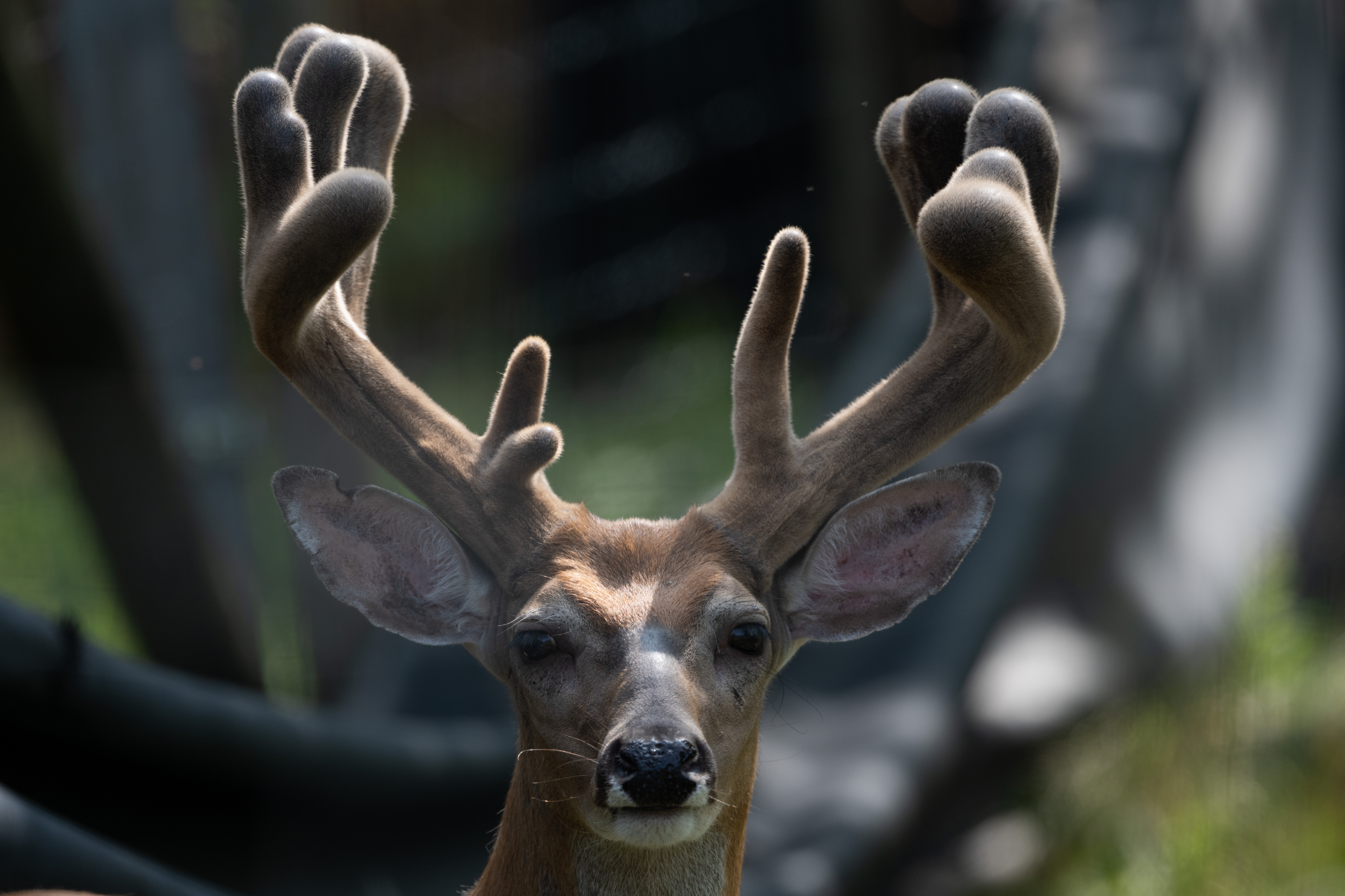 Wildlife — SuperstyleDSC 0722