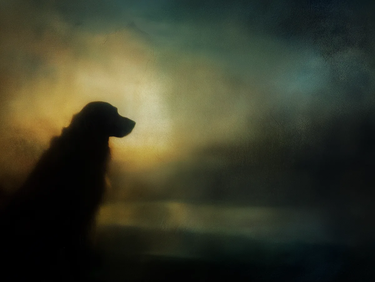 Golden Retriever silhouetted in soft winter light